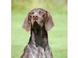 Pedigree KC Registered German Shorthaired Pointer Puppies in Harrogate