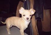 Chihuahua Puppies For Loving And Caring Homes
