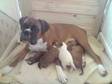 Boxer Dog Puppies Kc Registered